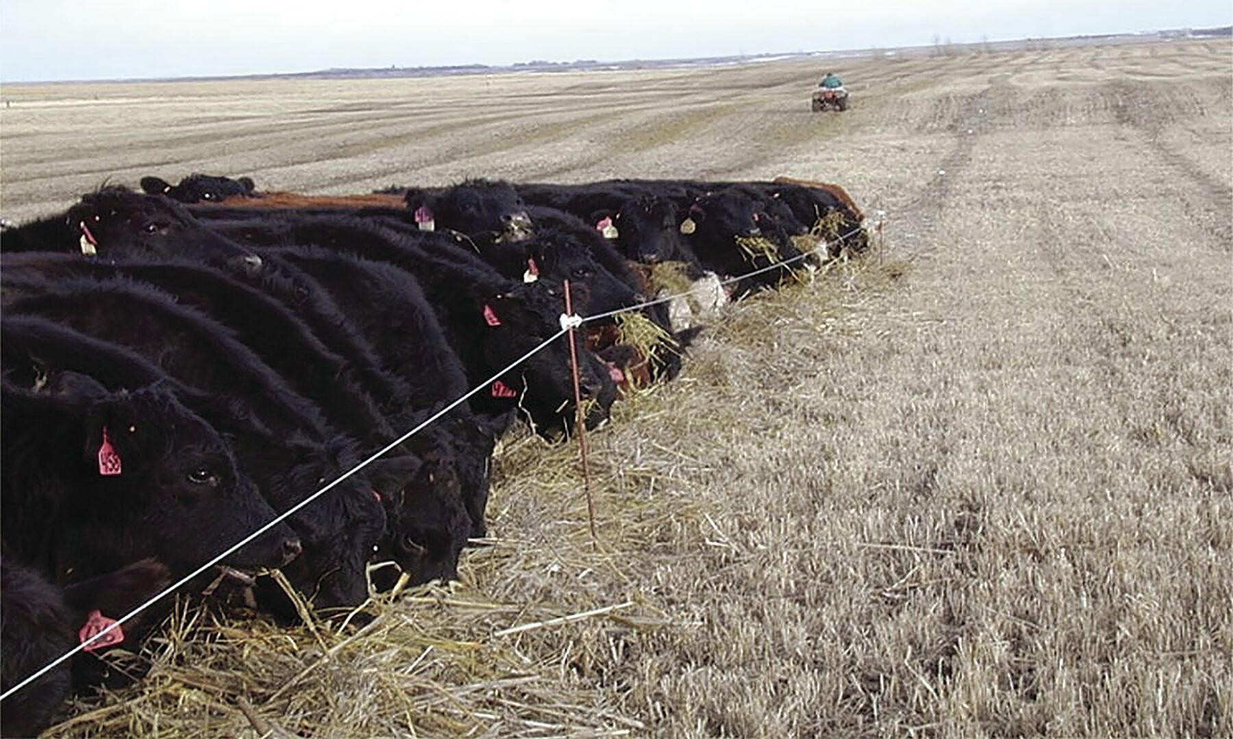 Cattle grazing
